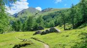Edelweißwiese/Äußere Steiner Alm Abbildung 19