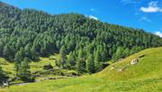 Edelweißwiese/Äußere Steiner Alm Abbildung 21